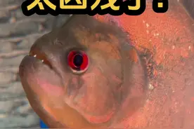 食人鱼到底怎么做才能不腥？视频封面
