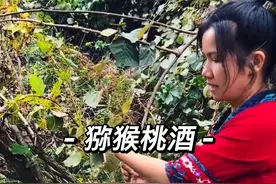 大自然的馈赠“野生弥猴桃” 纯天然野生弥猴桃酿的果酒你吃过没？#新农人计划2024 #我的乡村生活 #农村美食 #大自然的馈赠 #弥猴桃视频封面