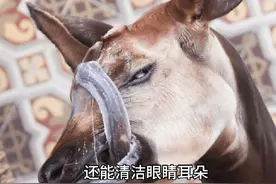 长颈鹿的小老弟，神秘的霍加狓！#神奇动物在抖音 #动物世界视频封面