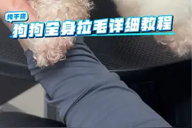 狗狗毛发怎么梳蓬松？为什么在家给狗狗梳毛不听话？狗狗洗完澡怎么吹蓬松？宠物店是怎么做的？详细拉毛教程来啦#狗狗 #狗狗梳毛#宠物#比熊 #宠物用品