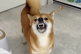 当让柴犬学唱《樱花瓷》时！！ #萌宠出道计划 #柴犬 #狗狗的心思都写在脸上了 #柴犬听到日语的反应 #不养狗不知道养狗的乐趣