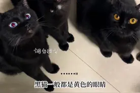 4月11日，（采访时间）河北。这黑猫的眼睛也太好看了吧！感谢分享@维尼喵屋  #黑猫 #异瞳黑猫 #蓝眼黑猫 #谁家小猫长得这么别致视频封面