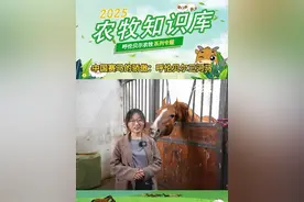 中国赛马的骄傲：呼伦贝尔三河马#三河马 #三农三牧 #呼伦贝尔农牧视频封面