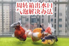 周转箱气泡解决办法很简单#养鱼日记  #鱼缸周转箱过滤视频封面