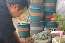 #花园生活记录 鸡蛋托来做多肉育苗盆！#种植小技巧 #我的花花草草🌸🌸视频封面