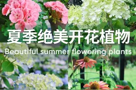 13种夏季开花植物，让花园夏季也能百花盛开#园艺 #养花小知识视频封面