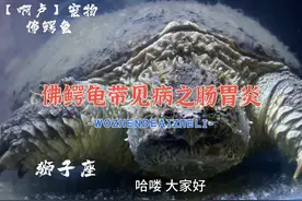 佛鳄龟常见病之肠胃炎#爬宠 #佛鳄龟 #养龟人 #神奇动物在抖音视频封面