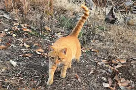 喵语实战教学！路见猫咪一声吼！小猫马上跟我走～#喵喵大王 #猫语十级 #大橘