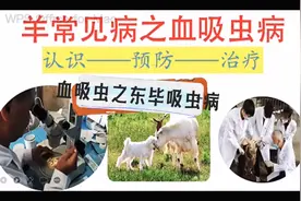 羊常见病之血吸虫病 东毕吸虫病病的认识——预防——治疗。视频封面