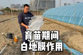 种子怎么提高出苗率，白地膜很重要 #农业种植 #种植 #三农 #种菜
