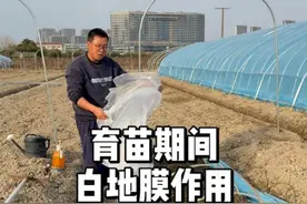 种子怎么提高出苗率，白地膜很重要 #农业种植 #种植 #三农 #种菜视频封面