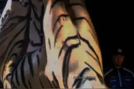 马来西亚一起高速车祸，老虎撞上行驶中的100码速汽车后当场…#老虎#动物#动物世界视频封面