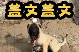 两个多月坎高凯文儿子“盖文”给两岁的边牧姐姐咬了一嘴毛😂，强拽回家还生气了😂。#土耳其坎高犬 #坎高犬 #不养狗不知道养狗的乐趣 #奶凶奶凶的 #猛犬视频封面
