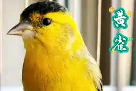 还是黄雀儿好，羽色金黄艳丽颜值出众，叫口欢快流畅热闹得很视频封面
