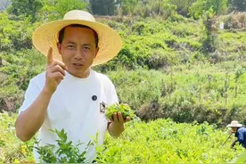 莓茶是怎么变白的？ 时不时的遇到一些朋友会问，莓茶那么白，到底有没有科技与狠活？要不要加什么东西？有没有什么秘诀？这个视频就带你全程学习关于它的秘诀😄#莓茶 #我的乡村生活 #春茶 #张家界莓茶#藤茶