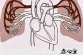 肺循环过程 #肺循环 #肺动脉高压 #心电图 #心脏循环 #谢思欣心电笔记