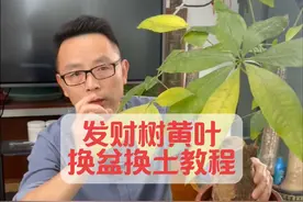 发财树黄叶换盆换土生根教程 #创作灵感 #发财树 #发财树养护 #发财树黄叶掉叶如何补救 #发财树烂根