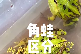 角蛙是如何区分公母？ #角蛙 #分公母 #非洲牛蛙 #异宠 #钟角蛙