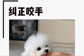 最近好多姐妹再问狗狗咬手怎么办？这是我引导安安的方法大家可以做个参考哦#比熊 #幼犬训练 #萌宠出道计划 #修勾视频封面