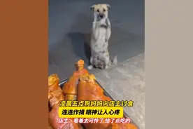 狗妈妈凌晨五点向店主讨食…连连作揖视频封面