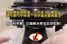 水熊虫的踪迹遍布地球 揭示了生物的极端条件下的潜在生存方式 #水熊虫#水熊虫不死之谜 #生物 #显微镜下的世界 #科普