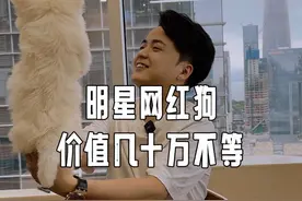 有钱人适合养什么狗？比如明星网红们爱养的西高地宠物狗，一只几十万不等！和奢侈品价值有得一拼啊#深圳 #西高地 #二奢石头哥 #这种狗狗到底是谁在养