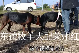 东德牧羊犬发情期，竟找到这只莱州红种公配，这下精彩好看吧