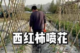 西红柿怎么喷花，提高坐果率 