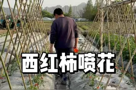 西红柿怎么喷花，提高坐果率 视频封面