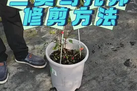 乌托邦春花后修剪方法 F系三类铁线莲春花后修剪方法 春天第一波花开完后我们要急时修剪一下，视频里讲解的是三类铁线莲倒影修剪方法，类似三类铁线莲也是这样修剪。修剪注意事项：1：要留下一些叶子安全度夏，2：修剪后给肥晒太阳，3：不用控水，土7成干了就要浇透水。#铁线莲修剪方法 #种植小技巧 #铁线莲养护#园艺技巧 #修剪视频封面