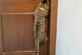 不同狸花猫的智商差距到底有多大？ #狸花猫 #中华田园猫 #聪明猫咪视频封面