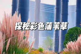 究竟有没有彩色的蒲苇草呢？云南一个湿地公园的彩色蒲苇草视频火了、困扰很多人。你知道怎么回事吗？蒲苇韧如丝，磐石无转移！#景观设计 #花园 #蒲苇草 #湿地公园 #成都skp 今晚21:00直播探讨视频封面