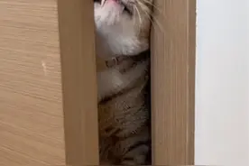 不同智商猫的开门方式 #大咪和小咪的日常