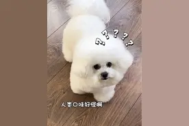 当我吃螺蛳粉时小狗的反应😂 #萌宠日常记录 #当你有只嘴馋小狗 #动物的迷惑行为 #狗狗的心思都写在脸上了视频封面