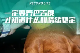 #巴吉度 #狗狗 养了巴吉度才知道，什么叫情绪稳定
