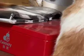 猫真的会哭吗？ #新手养猫 #喵咪的迷惑行为 #养猫经验分享 #孙文猫行为学 #猫行为咨询视频封面