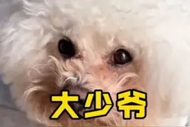 乐乐不喜欢被叫少爷，叫少爷好像叫工号#比熊乐乐 #比熊少爷 #乐乐少爷 #少爷乐乐 #狗狗