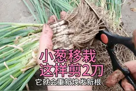 小葱移栽有技巧，这样剪2刀，小葱缓苗快长势旺，学学 #种植技巧