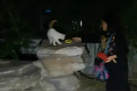 玉渊潭公园流浪猫 2024.9.26.