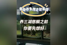 养三湖慈鲷之前，你要先想好#三湖慈鲷 #新手养鱼视频封面