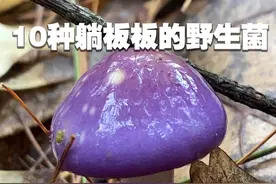 10种躺板板必备的野生菌 10种躺板板必备的野生菌，一定不要吃#野生菌 #采蘑菇 #毒蘑菇 #大自然的馈赠 #捡菌子