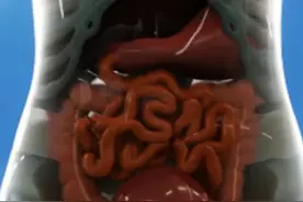 生命奇迹:女性孕期的内脏重组工程#怀孕 #科普 #女性科普 #生命科学