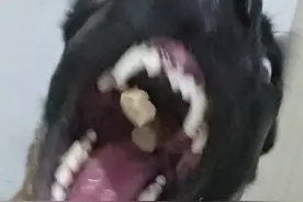 每天拍摄流程 #狗狗 #马犬视频封面