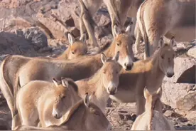国家一级保护野生动物 蒙古野驴，现身锡林郭勒境内，其中有五六只已经怀孕。#野驴视频封面
