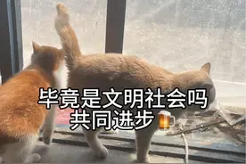 被流浪猫绊倒了，流浪猫饲养者应不应该承担责任#流浪猫#流浪猫救助 #捡了个猫视频封面