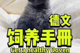 当你要养一只小卷毛你应该知道的德文优缺点#德文卷毛猫
