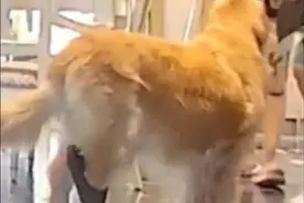 5月14日，浙江。男子回到家拖鞋丢了一只，找了半天被出去遛弯的金毛穿走了。（视频来源@法斗六六 ）视频封面