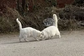 小猫失去了自己相依为命的好朋友 #我和流浪猫的故事 #流浪猫 #万物皆有灵性 #动物救助 #流浪动物