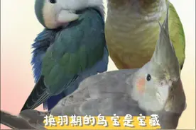 换羽期的鸟子可真是宝藏～ 既能掐羽管解压，掉的毛又能攒起来做首饰～ 承蒙宝们的厚爱，每天都在认识新的小鸡、见识不同颜色的羽毛做出仿点翠首饰的样子～在玩羽毛的路上渐行渐远～ #非遗 #点翠 #我的手工日常 #宠物定制 #鹦鹉