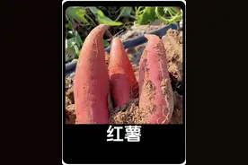 红薯那么好吃，为啥没成为主粮呢#内容启发搜索 #科普 #涨知识了 #红薯